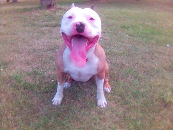 venta de pit bull americano