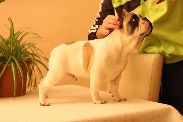 ◄▬Bulldog Frances Macho Pied Fawn con 6 meses