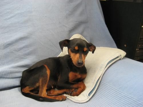 --- CHISPITA - x Mini Pinscher