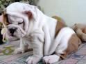 90 euros Bulldog ingles ultimo cachorro