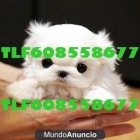 BICHON MALTES super TOY 280€ TLF608558677 - mejor precio | unprecio.es