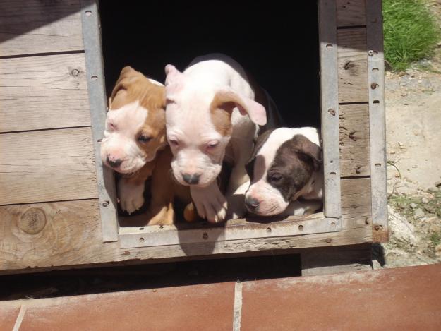 Cachorritos pit bull