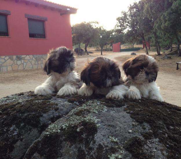 cachorros de shih tzu