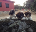 cachorros de shih tzu - mejor precio | unprecio.es