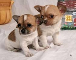 Chihuahua cachorros impresionante