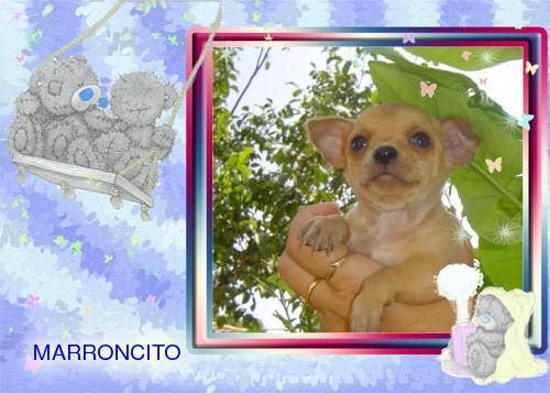 Chihuahua macho marroncito en venta de particular