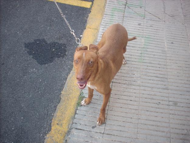 podenco andaluz