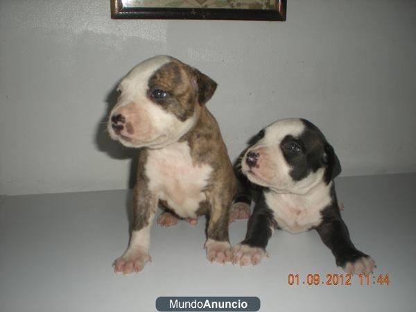 SE VENDEN CACHORROS DE PITBULL POR 150 €