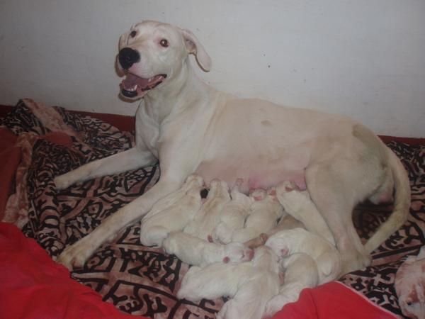 Vendo cachorros de Dogo Argentino