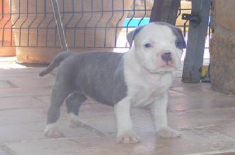 Cachorritos American Bully