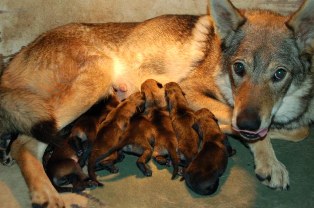 cachorros de perro lobo checoslovaco.