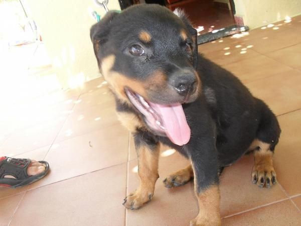 cachorros de rottweiler