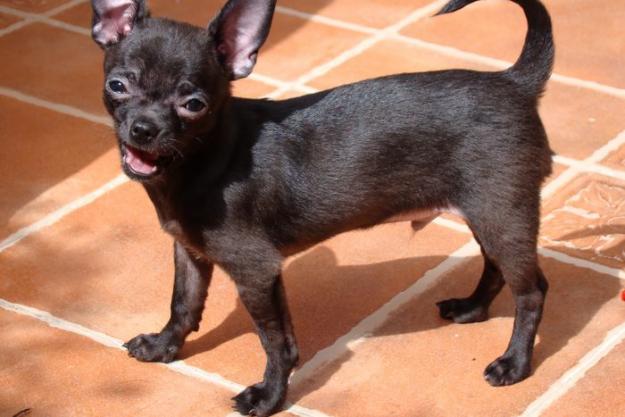 Chihuahua de pelo corto