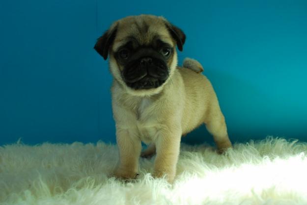 Ejemplares Carlino Pug con pedigree de raza