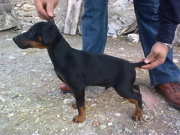 jagdterrier de cinco meses.