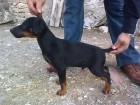 jagdterrier de cinco meses. - mejor precio | unprecio.es