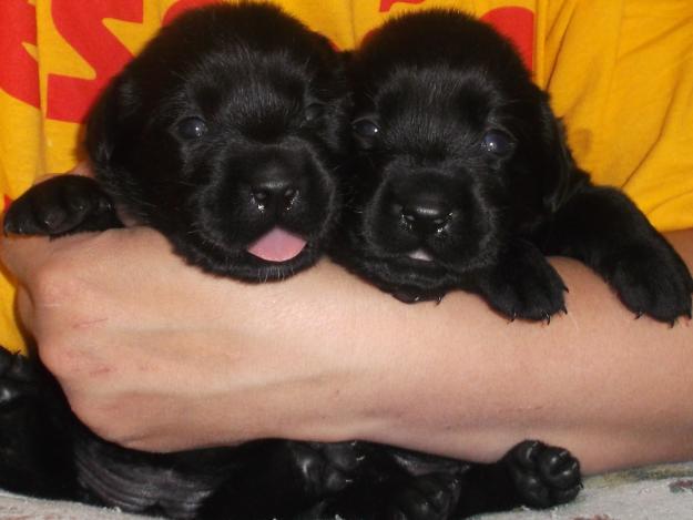 Labradores retriever negros con pedigree l.o.e