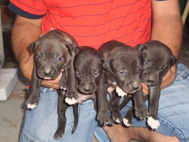 Se venden American pitbull terrier