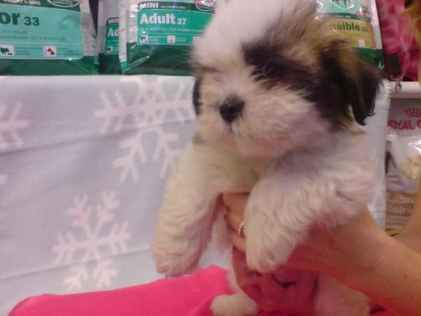 SHIH TZU, perros, cachorros, criadero, venta.   Preciosa camada, se entrega a partir de los 2 meses. Somos un criadero q