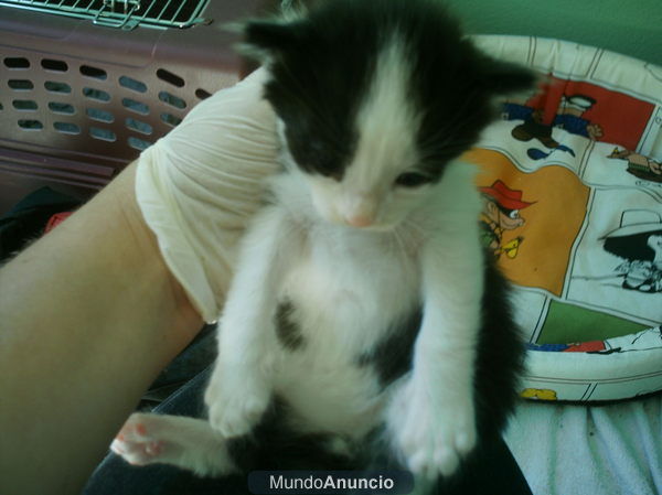 siete gatitos abandonados buscan hogar (CADIZ)