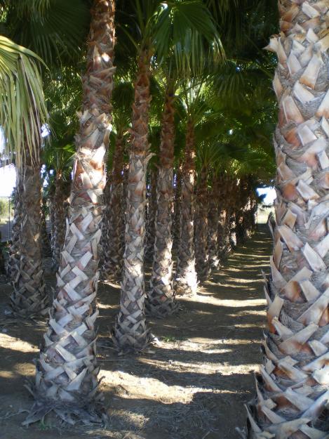 venta de palmeras washingtonia a 50 euros la unidad