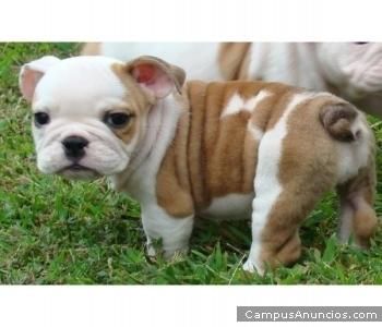 Bulldog frances preciosos e impresionantes