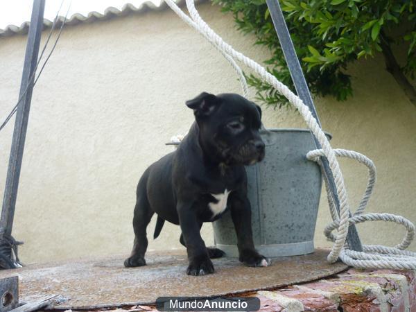 Buscas cachorros de staffordshire para tu hogar