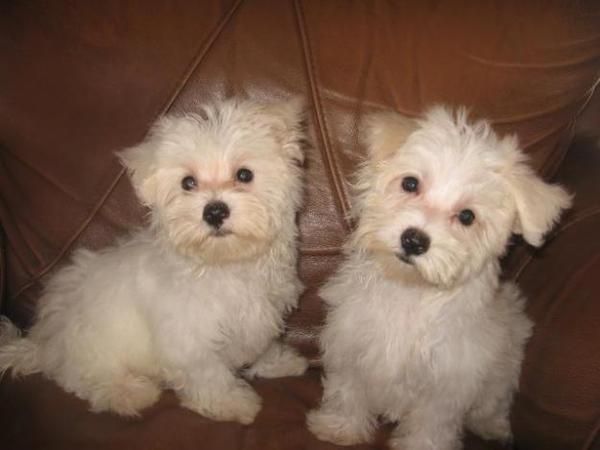 cachorrita de bichon maltes