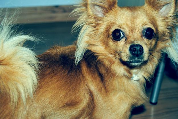 Chihuahua de pelo largo busca novia