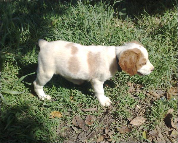 Impresionantes Cachorros de Epagneul Breton.