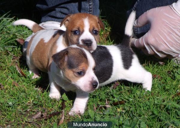 Preciosa camada Jack Russell 250€