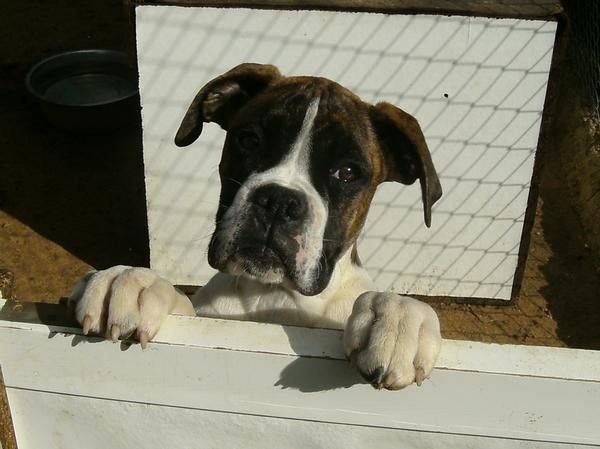 se vende boxer hembra