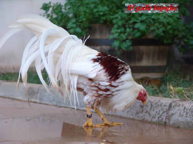 Vendo las mejores gallinas de raza