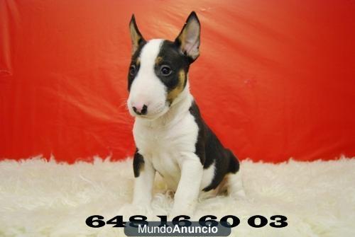 BULL TERRIER  DOS MACHOS Y DOS HEMBRAS