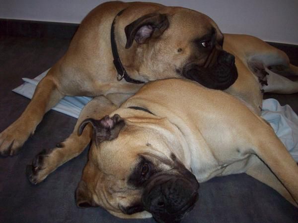 bullmastiff