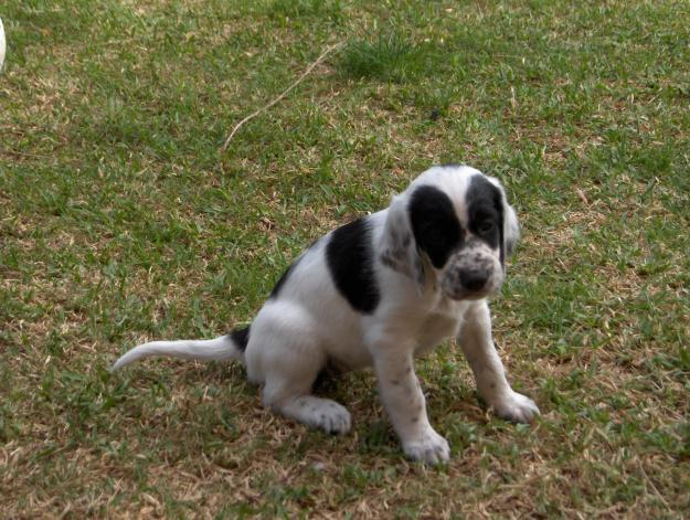 CACHOROS DE SETTER INGLES