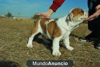 Cachorritos de bulldog ingles FOTOS REALES¡¡