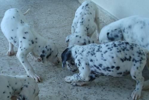 cachorritos de Dalmatas muy listos y juguetones