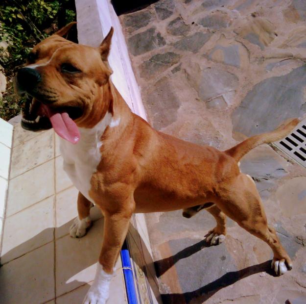 CACHORRO DE AMERICAN STAFFORDSHIRE TERRIER EN VENTA