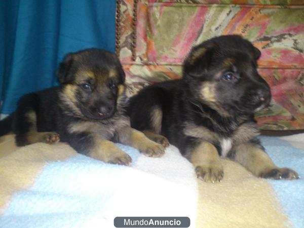 Cachorros de Pastor Aleman con pedigree