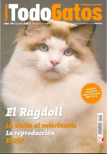 Gatitos ragdoll de calidad