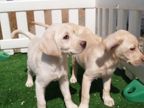 Labrador, ¡tu cachorro economicos!