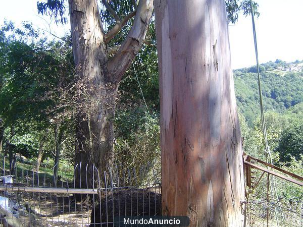 Madera de pino y eucalipto