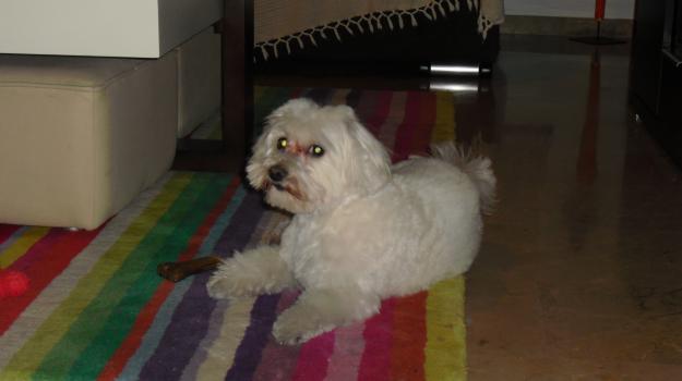 Se ha perdido un bichon maltes