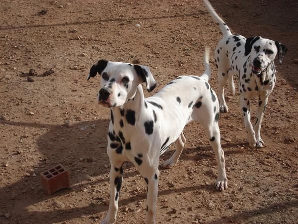 se vende cachorra dalmata 190 euros