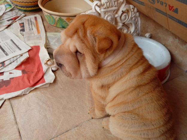 Se venden cachorros shar pei