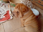 Se venden cachorros shar pei - mejor precio | unprecio.es