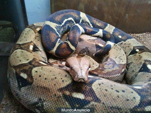 Vendo Boa Constrictor Hembra 2m