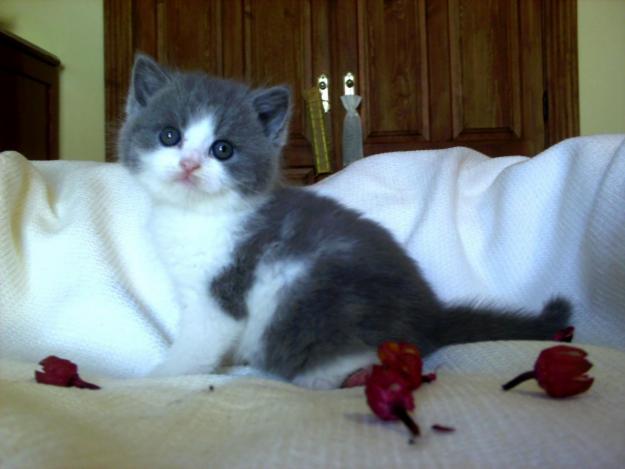 British shorthair