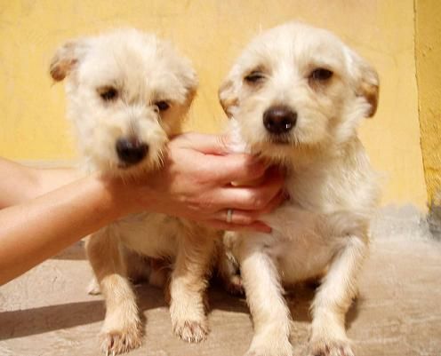 Brom, cachorrito 5 meses pequeñin busca hogar